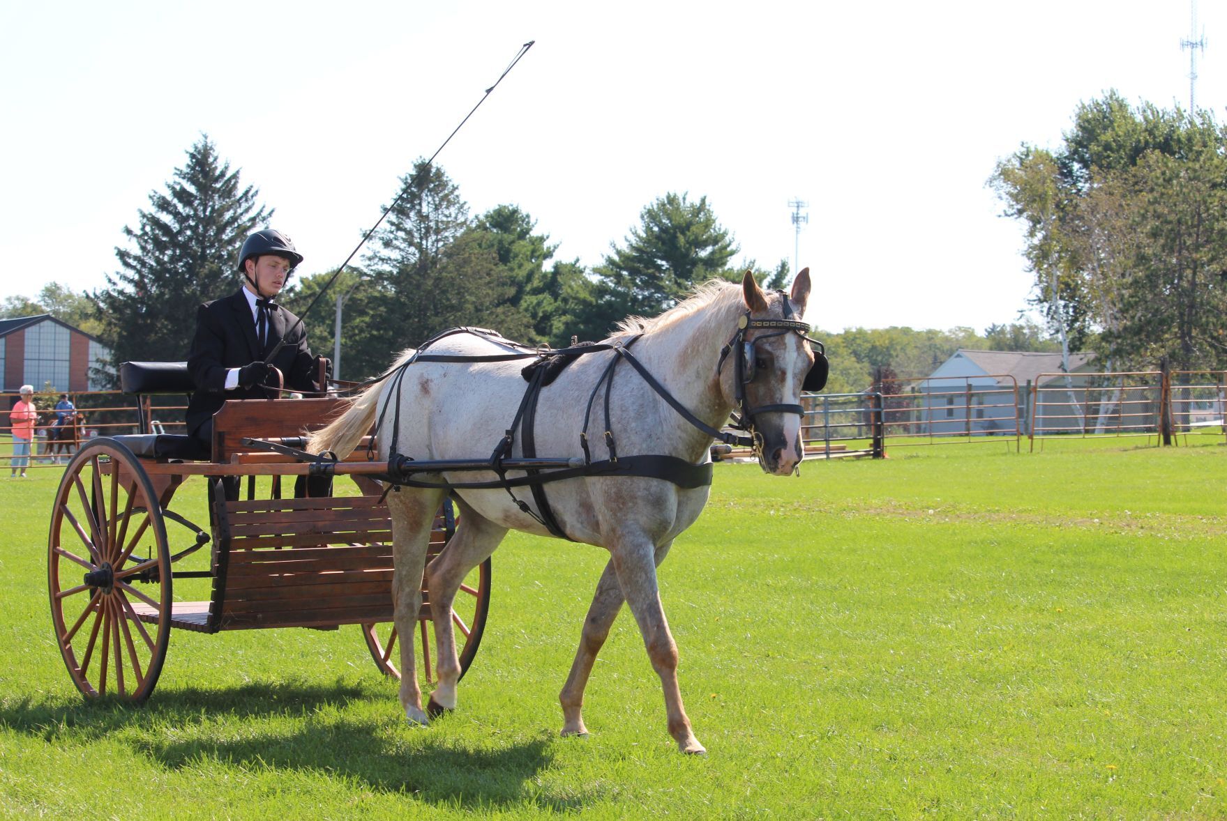 Step into the show ring